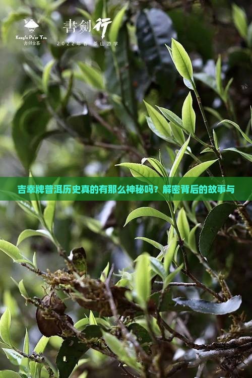 吉幸牌普洱历史