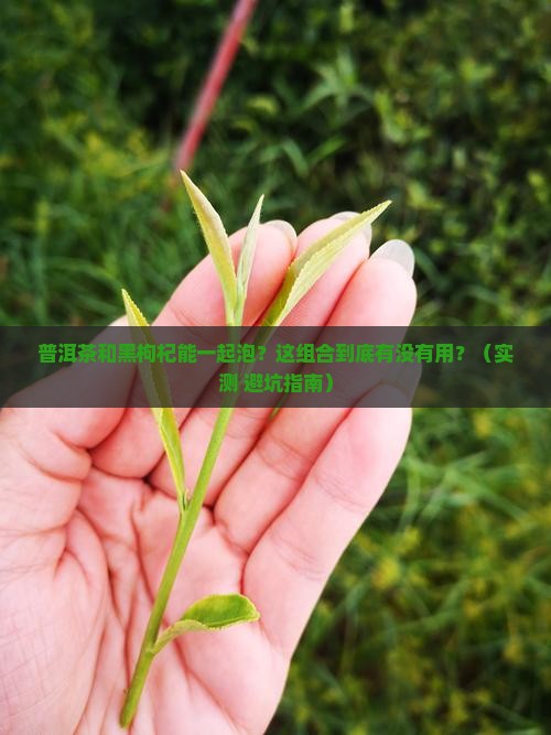 普洱茶和黑枸杞能一起泡