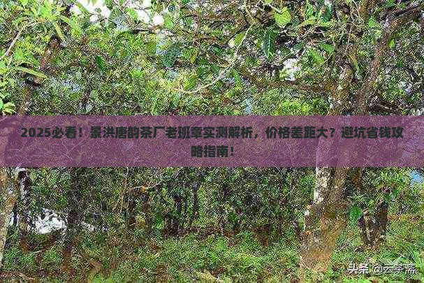 景洪唐韵茶厂老班章