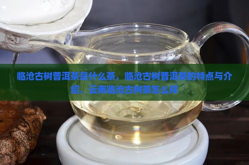 临沧古树普洱茶是什么茶
