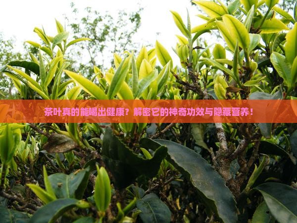 茶叶的功效与作用及营养价值