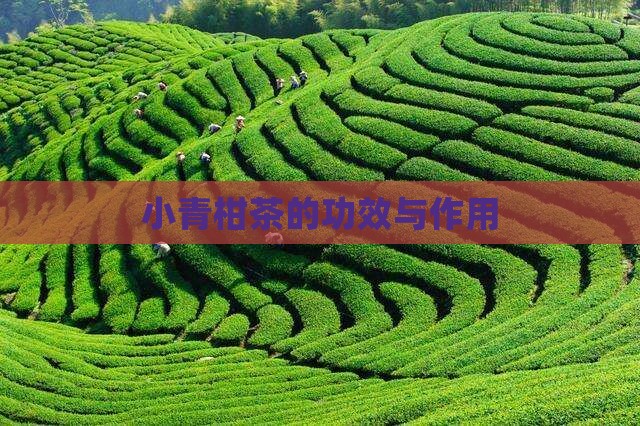 喝小青柑茶的功效与作用
