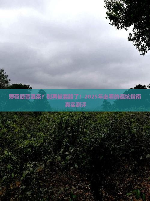 薄荷塘普洱茶官网