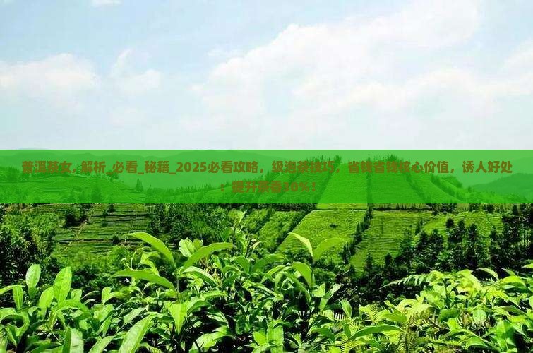 台湾普洱茶女大师