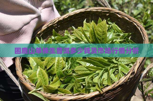 困鹿山单株生普洱多少钱