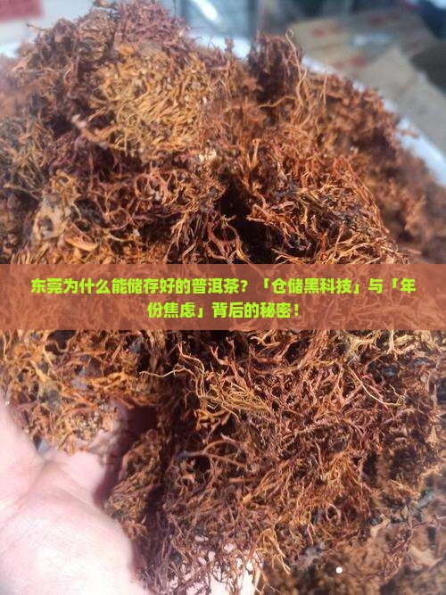 东莞为什么能储存好的普洱茶呢