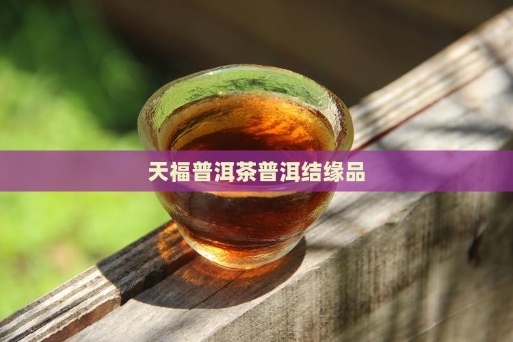 天福结缘品普洱茶