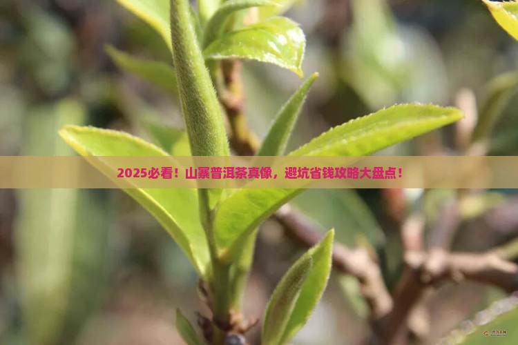 山寨普洱茶大全