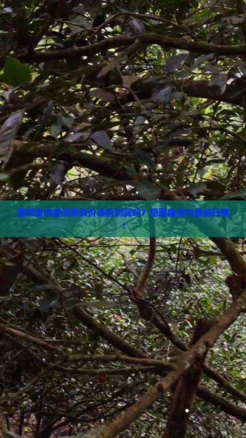 西双版纳普洱茶砍价