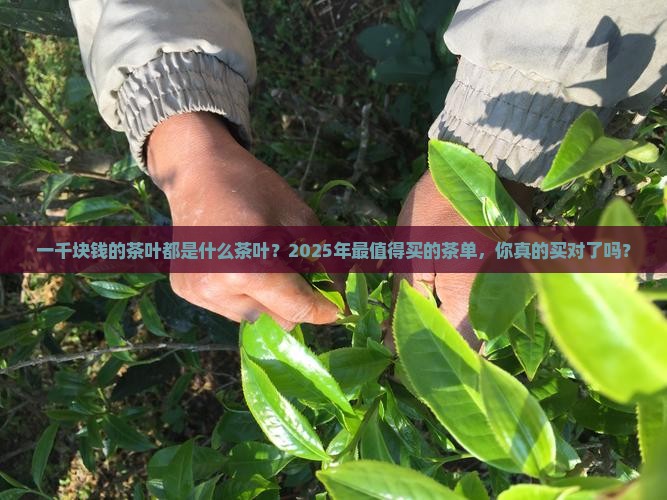 一千块钱的茶叶都是什么茶叶