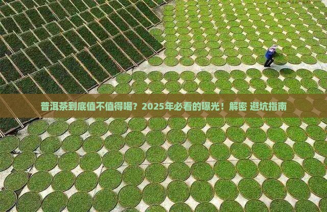 中国普洱茶现状