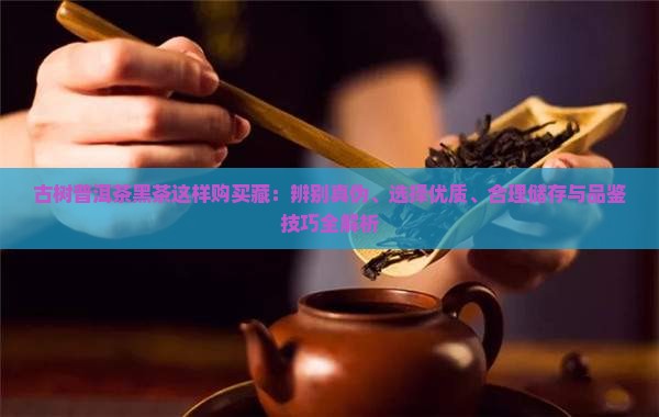 古树普洱茶黑茶这样购买藏