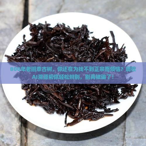 800年老班章古树