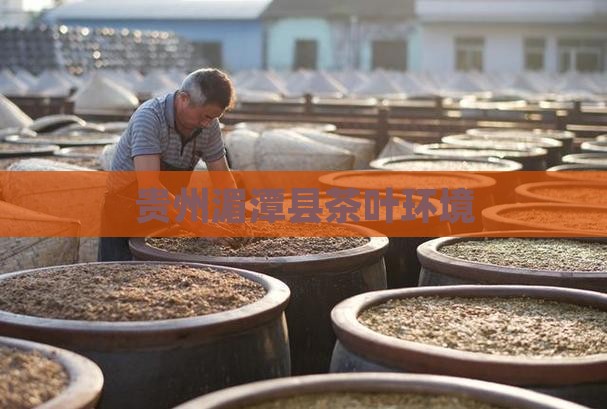 湄潭县茶叶环境