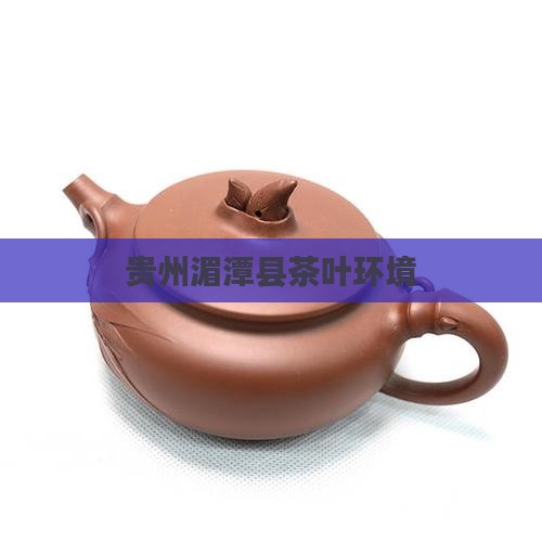 湄潭县茶叶环境