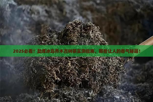 勐库冰岛乔木古树茶
