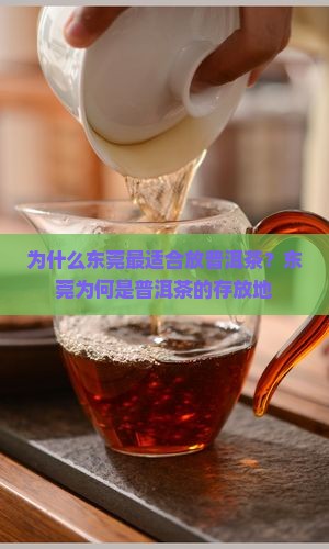 为什么东莞最适合放普洱茶