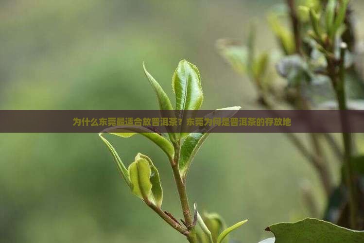 为什么东莞最适合放普洱茶