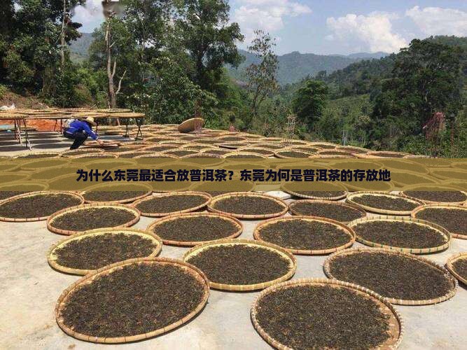 为什么东莞最适合放普洱茶
