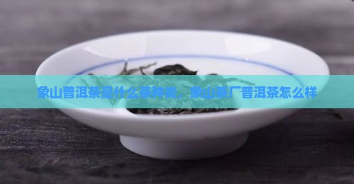 象山普洱茶是什么茶种类