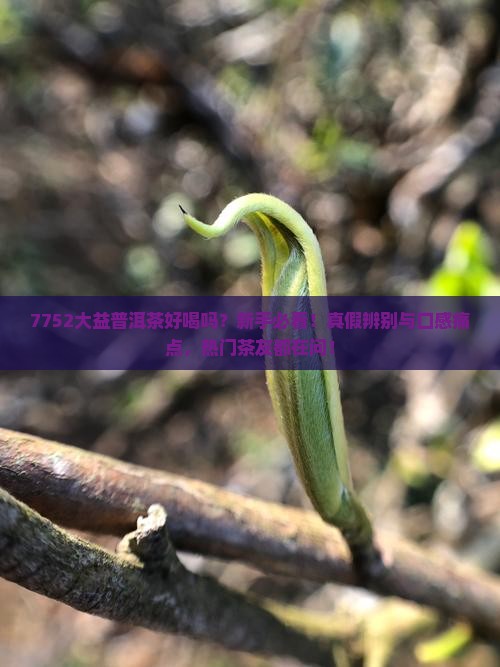 7752大益普洱茶好喝吗
