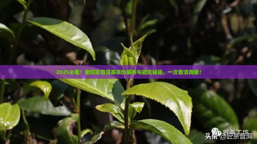 2021老同志普洱茶真伪
