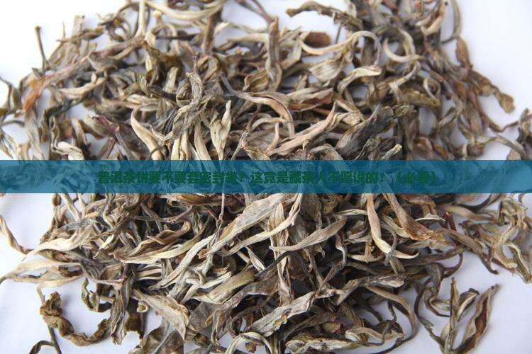 普洱茶饼要不要套密封袋