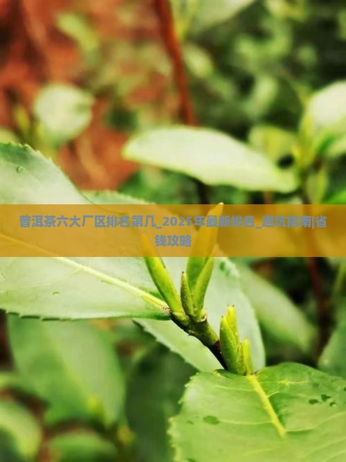 普洱茶六大厂区排名第几