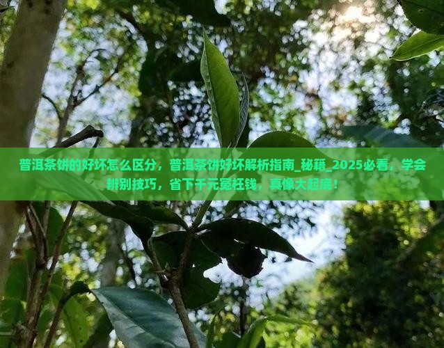 普洱茶饼的好坏怎么区分