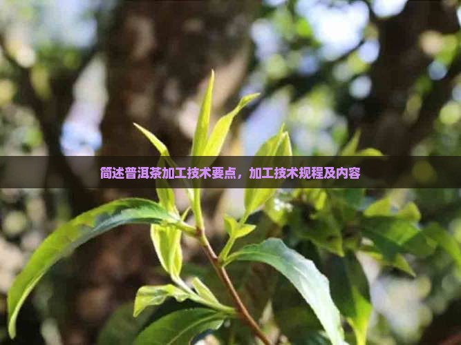简述普洱茶加工技术要点