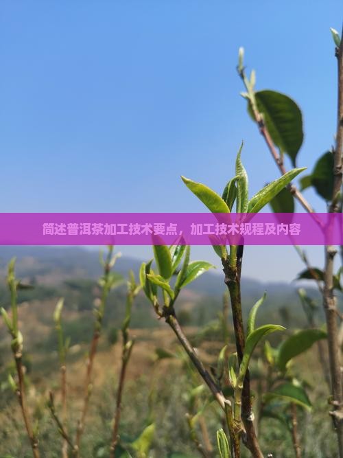 简述普洱茶加工技术要点