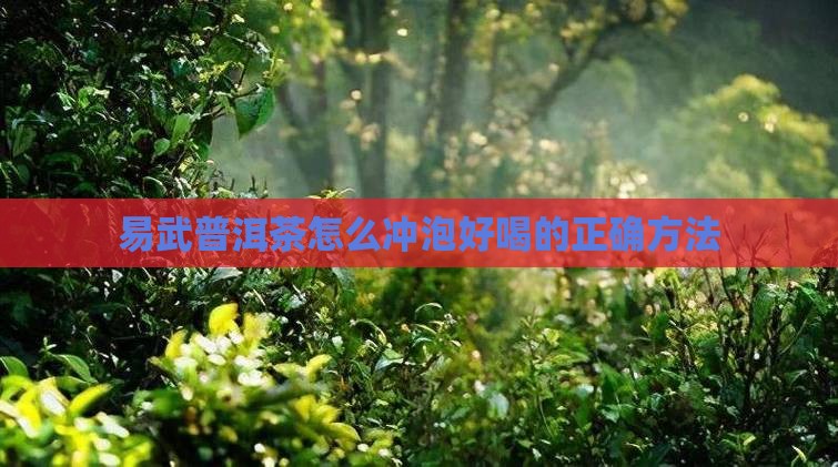 易武普洱茶怎么冲泡好