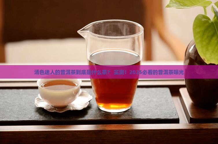 汤色迷人的普洱茶是什么茶