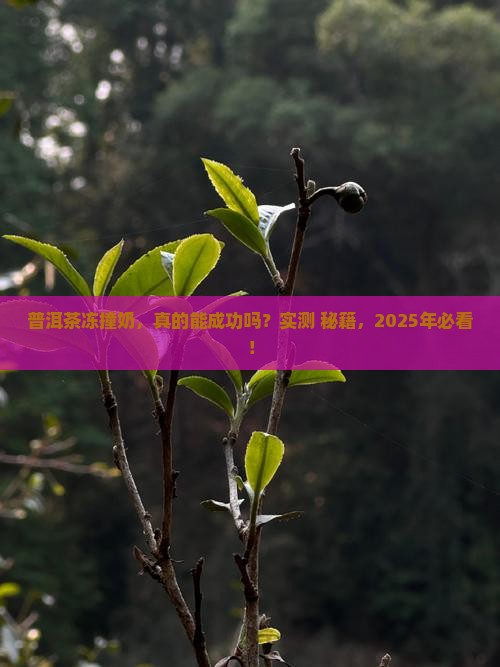 普洱茶冻撞奶做法