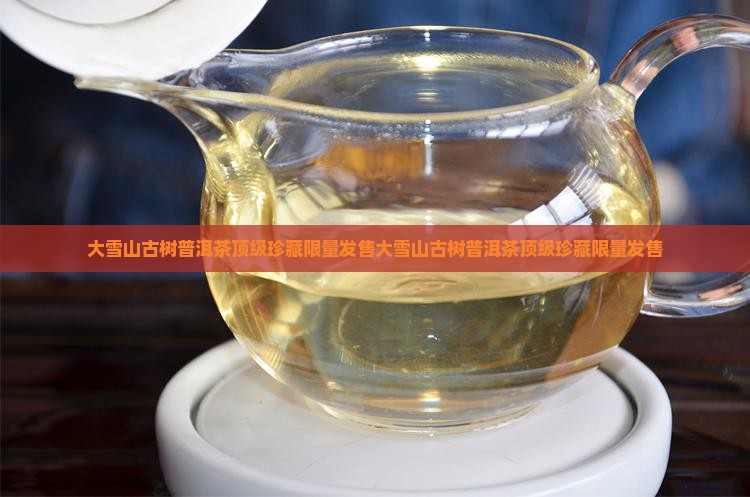 大雪山古树普洱茶