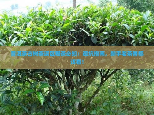 普洱茶古树茶误区喝茶必知