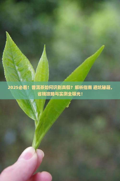 普洱茶如何识别真假