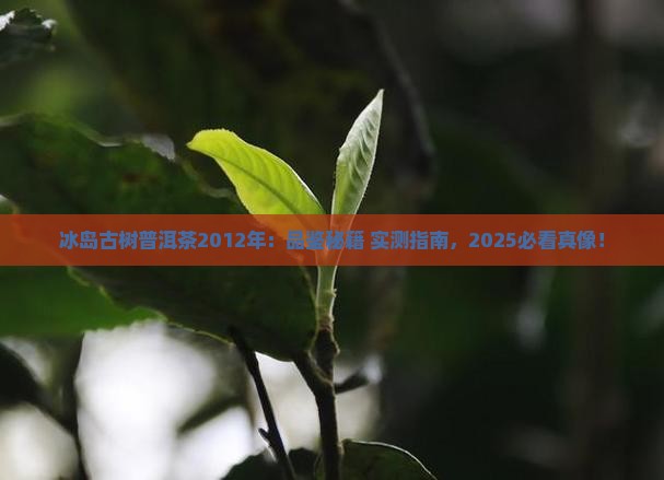 冰岛古树普洱茶2012年