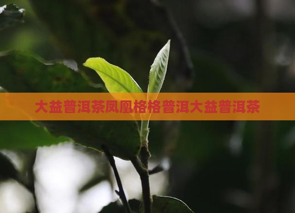 大益普洱茶凤凰