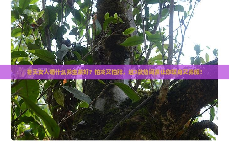 冬天女人喝什么养生茶好