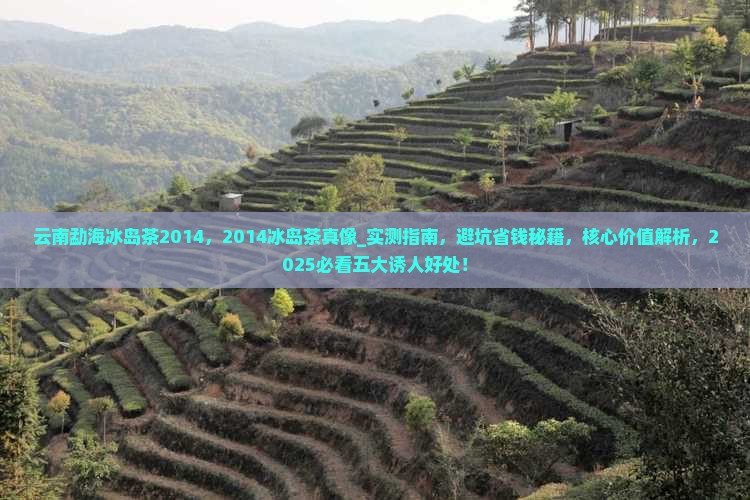 云南勐海冰岛茶2014 云南勐海冰岛茶2014