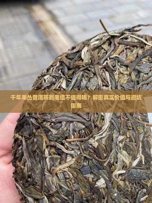 千年单从普洱茶