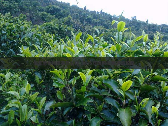 泓和堂老班章茶怎么样