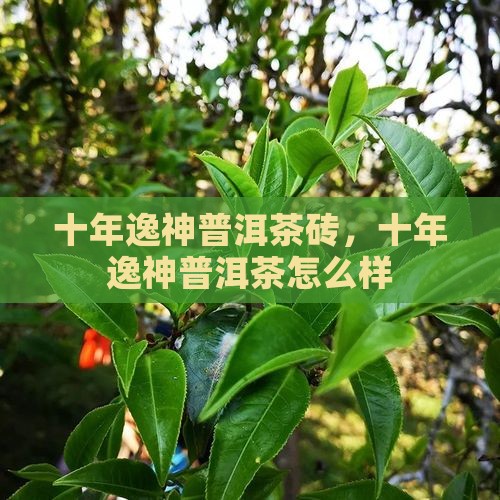 十年逸神普洱茶