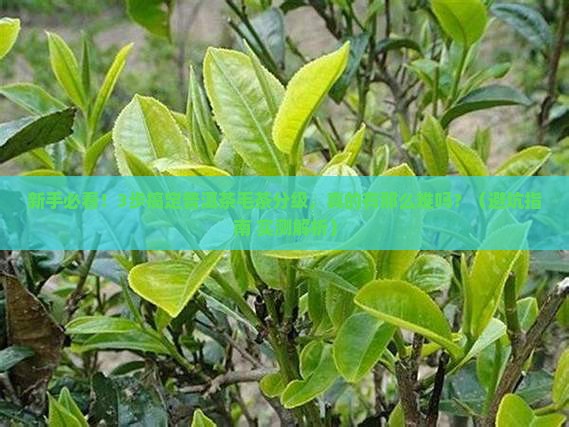 普洱茶毛茶分级