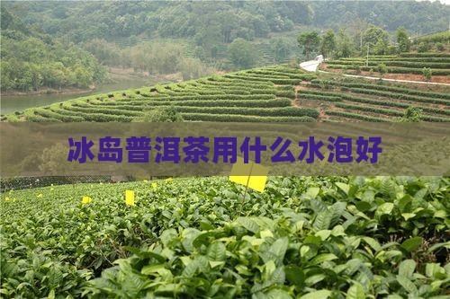 冰岛茶用什么水泡好