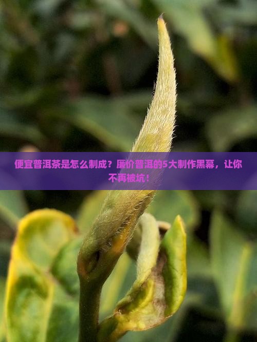便宜普洱茶是怎么制成