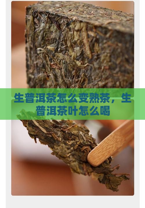生普洱茶怎么变熟茶