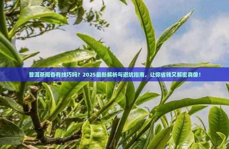 普洱茶有闻香吗