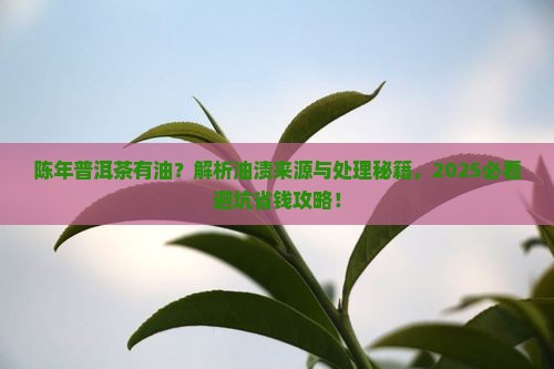 陈年普洱茶有油